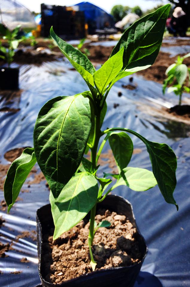 飛行船ファーム