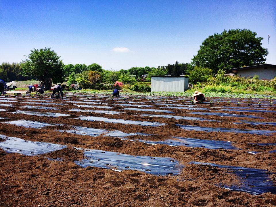 飛行船ファーム